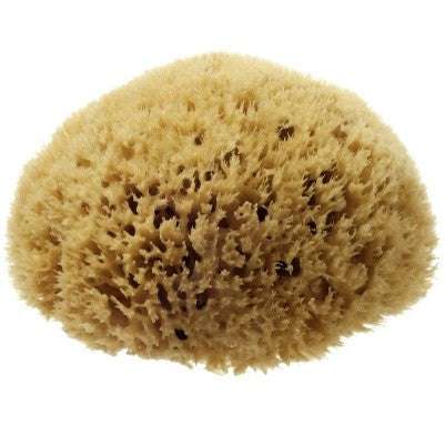 Hydrea London Natural Honeycomb Sea Sponge Size 5.55